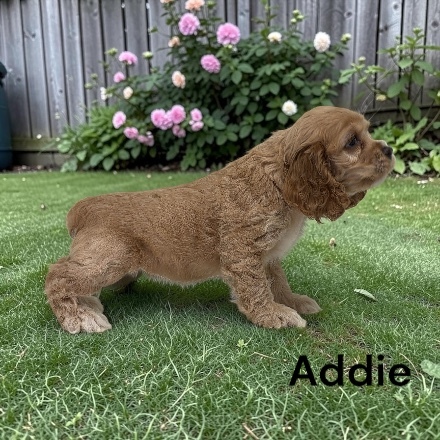 puppy, for, sale, Cocker Spaniel, Joe & Cherri  Overlease, dog, breeder, Miller, MO, dog-breeder, puppy-for-sale, forsale, nearby, find, puppyfind, locator, puppylocator, aca
